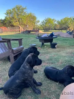 Дополнительные фото: Nuttede Cane Corso очень красив и безопасен для всех
