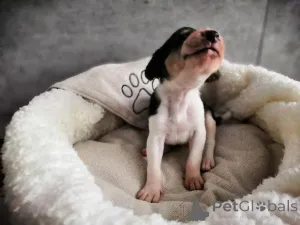 Дополнительные фото: Щеночки русской Гончей.