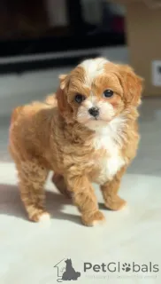 Дополнительные фото: Мини мальтийская болонка-пудель девочка