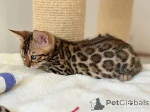 Фото №1. бенгальская - купить в Кируна за 69575₽. Объявление №153254