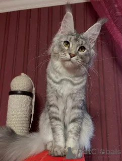 Фото №1. мейн-кун - купить в Дамюльс за договорная. Объявление №155327