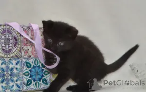 Фото №4. Продам мейн-куна в Берхтсгаден заводчик - цена договорная