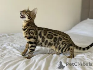 Дополнительные фото: Шикарный Бенгальский кот