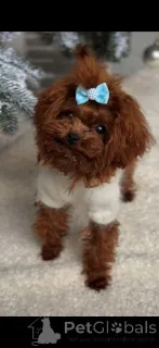 Фото №3. Уникальный пудель-самец размером с чашку чая..  Германия