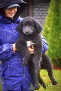 Дополнительные фото: Чудесные домашние щенки мальчик и девочки в добрые руки
