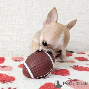 Фото №4. Продажа чихуахуа в Хельсинки частное объявление, из приюта - цена 46384₽