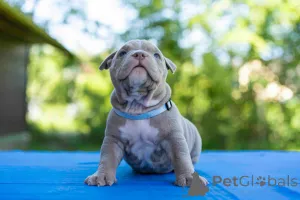 Дополнительные фото: Американский Булли