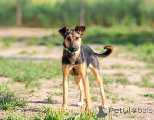 Дополнительные фото: Активная красавица Ива ищет любящую семью!