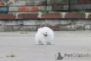Дополнительные фото: Щенки померанского шпица ищут новых