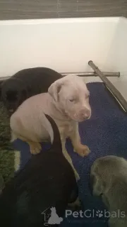 Дополнительные фото: Щенки добермана