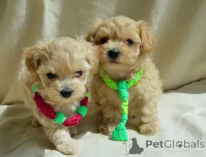 Дополнительные фото: МальтіпуF1MaltipooF1цуценята1,5місpuppies 1.5 months  Ukraine, Kyiv.  Worldwide