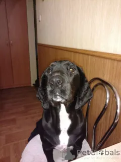 Фото №2 к объявлению №152369 о продаже  - купить в Германии частное объявление