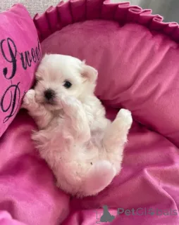 Фото №1. мальтийская болонка - купить в Берлине за договорная. Объявление №155902