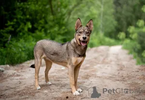 Фото №2 к объявлению №145741 о продаже беспородную - купить в России частное объявление