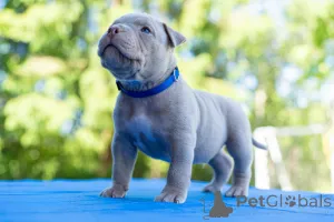 Фото №4. Продажа беспородную в Таллине  - цена договорная