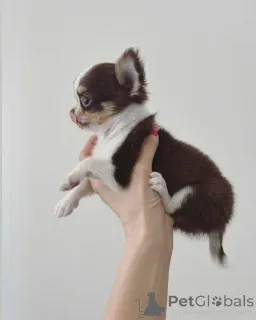 Фото №1. чихуахуа - купить в Женеве за договорная. Объявление №152582