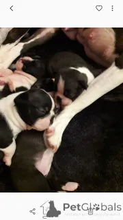 Дополнительные фото: Щенки Бостон-терьера