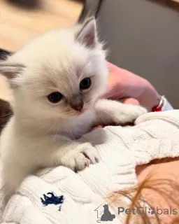 Фото №2 к объявлению №155403 о продаже рэгдолл - купить в Финляндии частное объявление