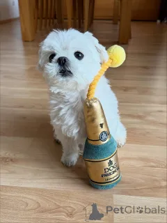 Фото №2 к объявлению №163777 о продаже мальтийскую болонку - купить в Финляндии частное объявление, из приюта