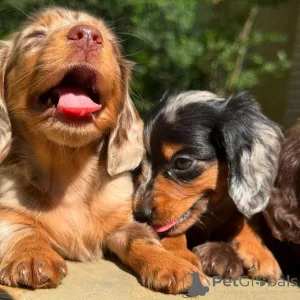 Фото №4. Продажа таксу в Дублин заводчик - цена договорная