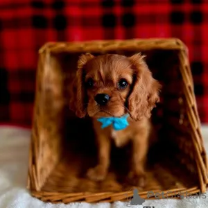 Фото №1. кавалер-кинг-чарльз-спаниель - купить в Плохой Вослав за договорная. Объявление №155577