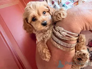 Фото №2 к объявлению №149823 о продаже мальтипу - купить в Германии частное объявление, заводчик