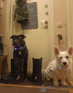 Фото №3. Ищу лучшую семью для лучшего мальчика!.  Россия