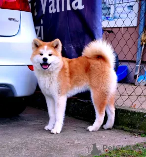 Дополнительные фото: Мария Стаменкович