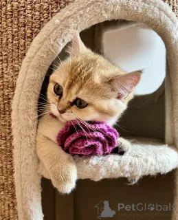 Дополнительные фото: Очаровательные котята Scottish Kilt Straight