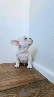 Фото №3. 4 щенка голубого французского бульдога.  Канада