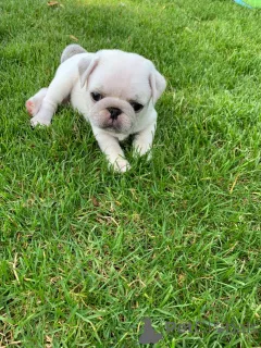 Фото №2 к объявлению №158983 о продаже мопса - купить в Эстонии частное объявление, заводчик