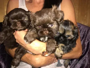 Дополнительные фото: Щенки Ши-тцу.