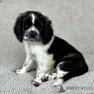 Фото №3. Hip & Elbow Trated Saint Puppies.  Мальта