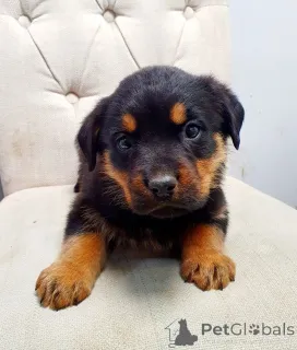 Дополнительные фото: Щенки ротвейлера.