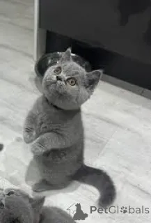 Фото №3. Kauniita brittiläisia lyhytkarvaisia Kissanpentuja myytävänä. Финляндия