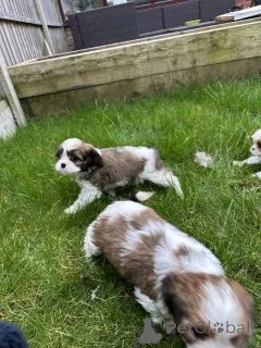 Фото №1.  - купить в Бернкастел-Кюс за договорная. Объявление №166370