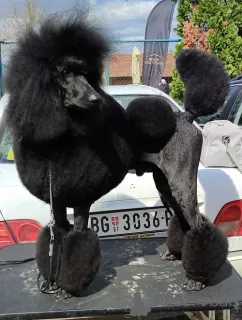 Фото №1. пудель (карликовый) - купить в Валево за договорная. Объявление №163916