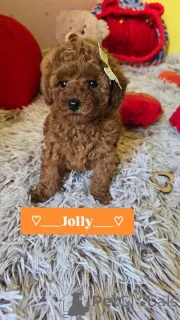 Дополнительные фото: Очаровательные щенки красного той-пуделя