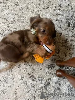 Дополнительные фото: Dachshund щенки для продажи