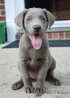 Дополнительные фото: Labrador Retriever Puppies