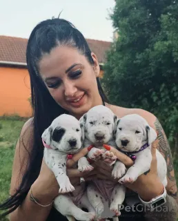 Фото №2 к объявлению №145971 о продаже далматина - купить в Венгрии заводчик