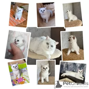 Фото №3. Продаются котята britishcats. Казахстан