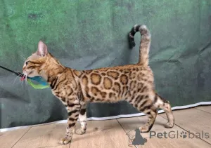 Дополнительные фото: Бенгальская самка