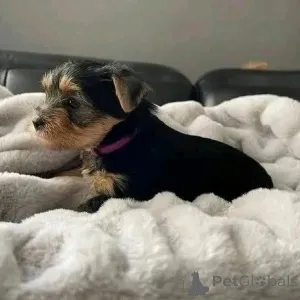 Дополнительные фото: Продаются милые очаровательные щенки йорка. Свяжитесь с WhatsApp Business