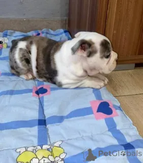 Дополнительные фото: Продаются красивые щенки английского бульдога.