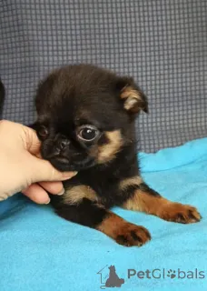 Фото №1. пти-брабансон - купить в Москве реке за 50000₽. Объявление №165075