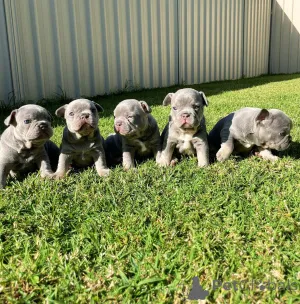 Фото №2 к объявлению №154216 о продаже французского бульдога - купить в Франции заводчик