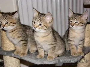 Фото №1. пиксибоб короткошёрстный - купить в Дюссельдорфе за 69575₽. Объявление №160456