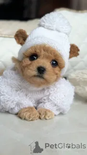 Дополнительные фото: Мальтийская девочка