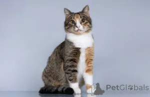 Фото №1.  - купить в Химках за Бесплатно. Объявление №165120